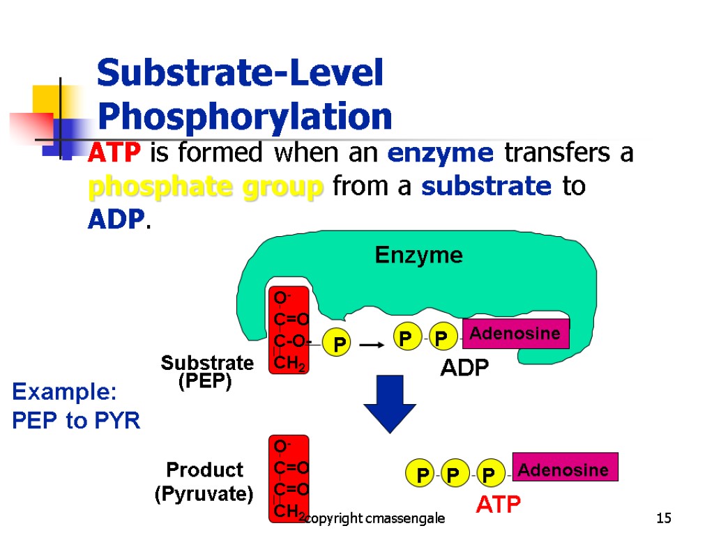 15 Substrate-Level Phosphorylation ATP is formed when an enzyme transfers a phosphate group from